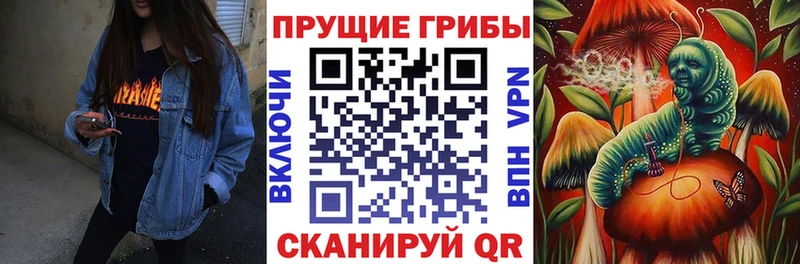 где купить наркоту  Изобильный  Псилоцибиновые грибы Psilocybe 